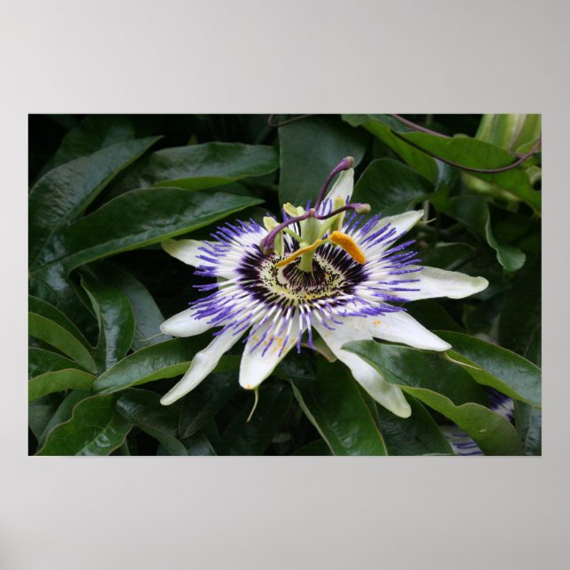 Passiflora 1 Poster (Front)