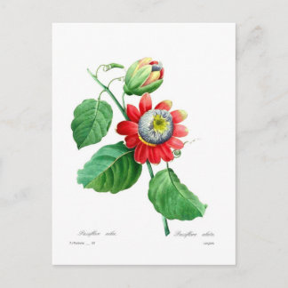 Passiflora alata by Pierre-Joseph Redouté Postcard