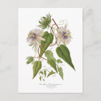 Passiflora baraquimima postcard