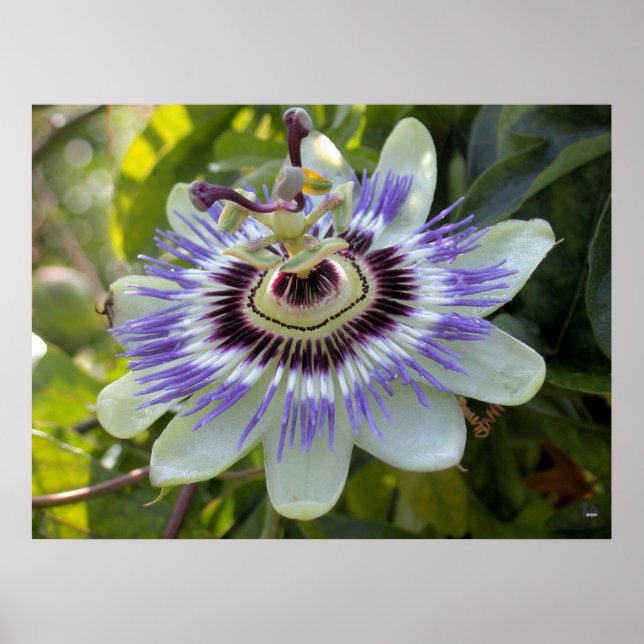 Passiflora edulis forma flavicarpa (Passion Flower Poster (Front)