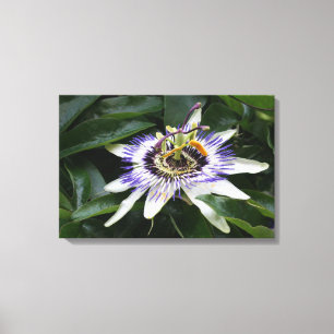 Passiflora - Floral Photography Canvas Print