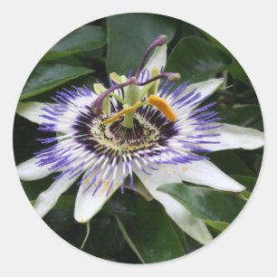 Passiflora Floral Photography Round Sticker