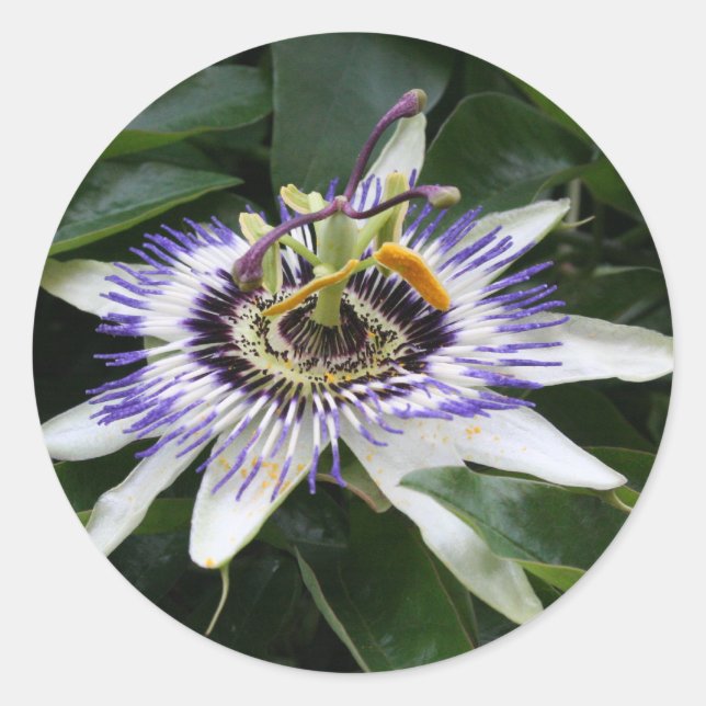 Passiflora Floral Photography Round Sticker (Front)