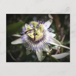passiflora,flower, mylifeisart postcard