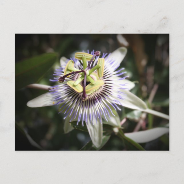 passiflora,flower, mylifeisart postcard (Front)