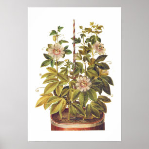 Passiflora incarnata poster
