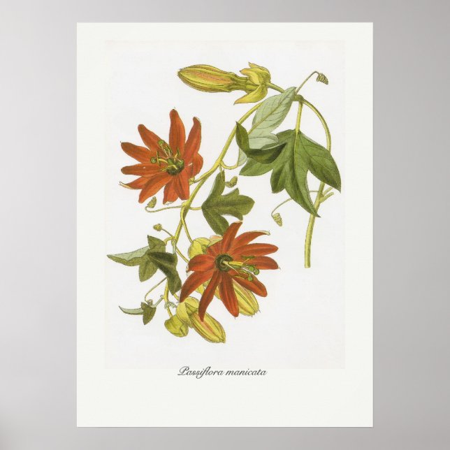 Passiflora manicata poster (Front)
