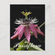 Passiflora Postcard