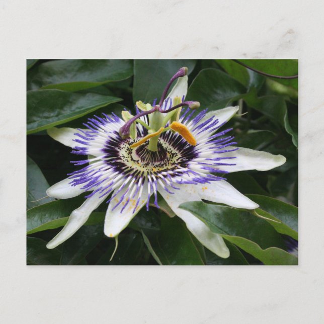 Passiflora Postcard (Front)