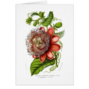 Passiflora quadrangularis decaisneana