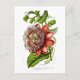 Passiflora quadrangularis decaisneana postcard
