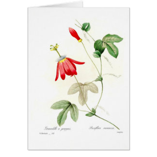 Passiflora racemosa
