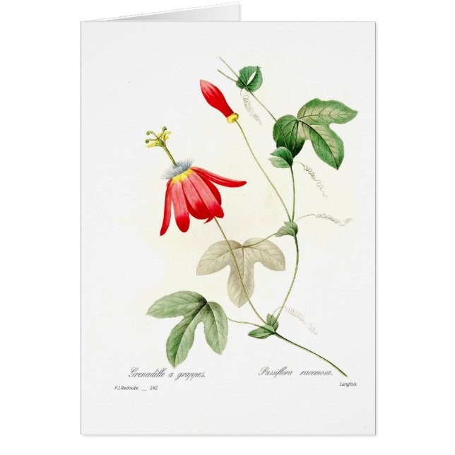 Passiflora racemosa (Front)