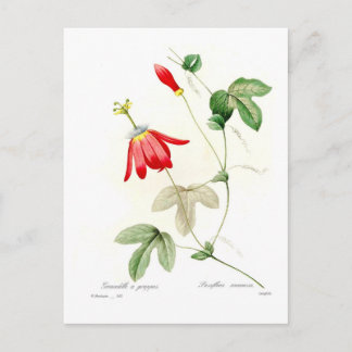Passiflora racemosa postcard