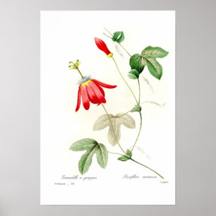 Passiflora racemosa poster