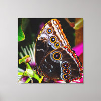 Passiflora VIOLACEA and a Blue morpho butterfly