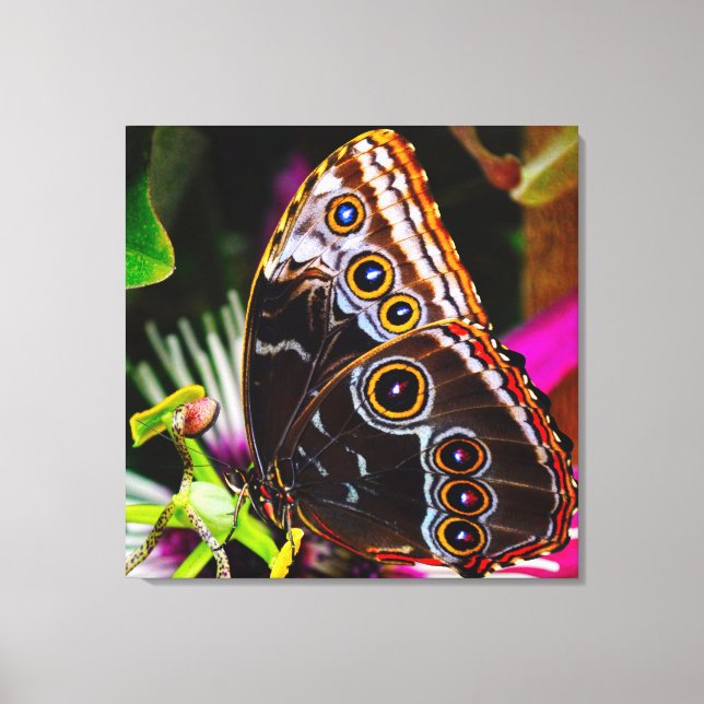 Passiflora VIOLACEA and a Blue morpho butterfly Canvas Print (Front)