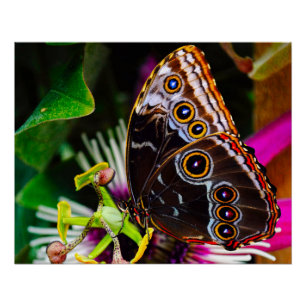 Passiflora VIOLACEA and a Blue morpho butterfly Poster