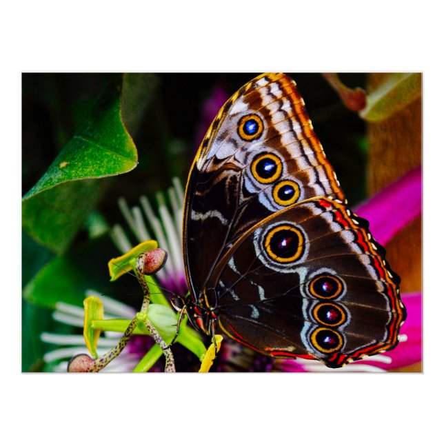 Passiflora VIOLACEA and a Blue morpho butterfly Poster (Front)