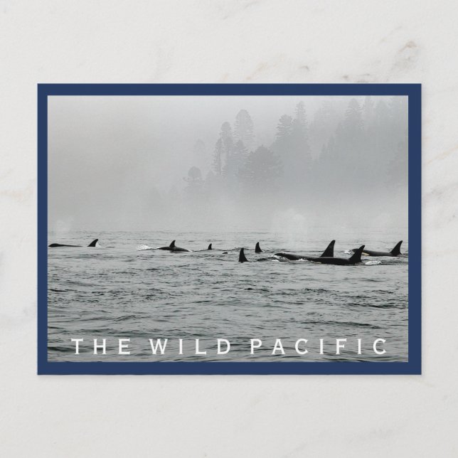 Passing Whales Postcard (Front)