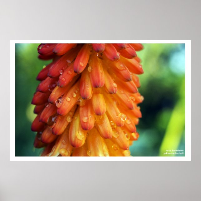 Passion, Creativity, Fire- a bold flower in spring Poster (Front)