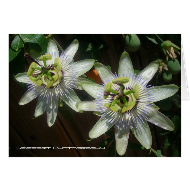 Passion Flower (Front Horizontal)