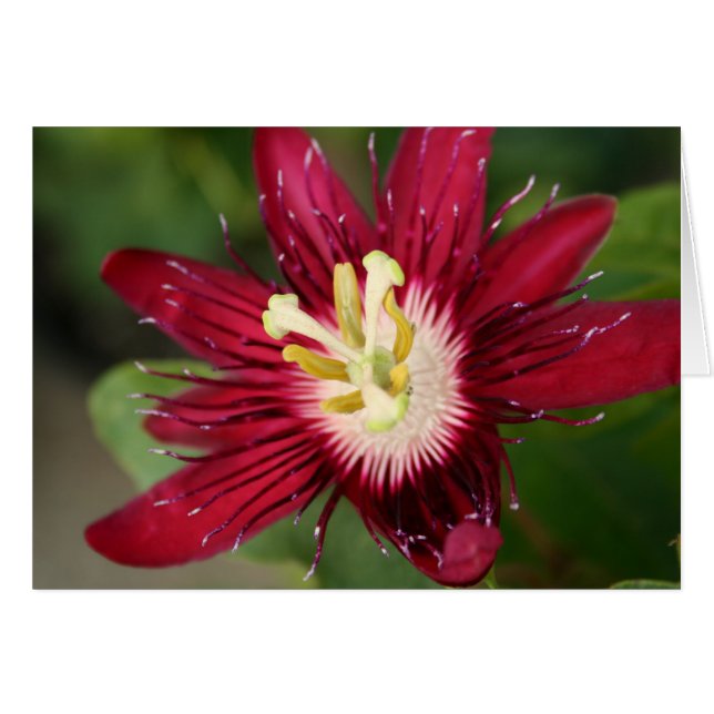 Passion Flower (Front Horizontal)