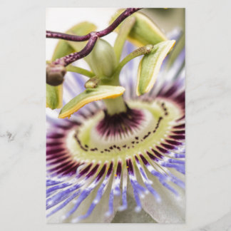 Passion Flower