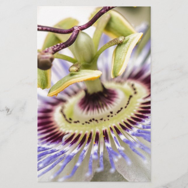 Passion Flower (Front)