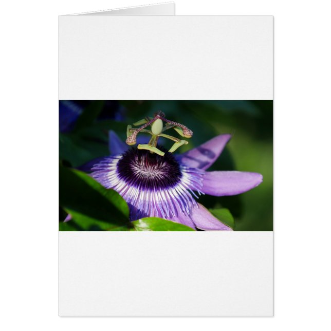Passion Flower (Front)