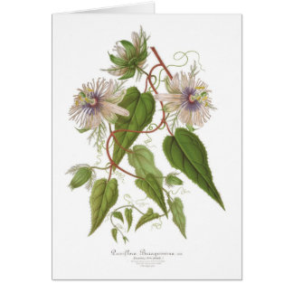 Passion flower