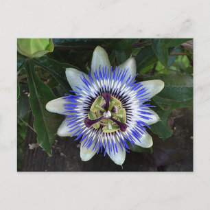 Passion Flower #2 Postcard