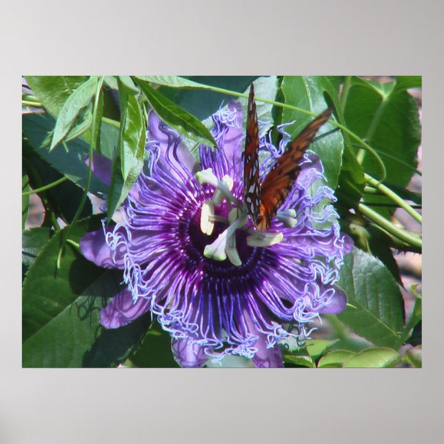 Passion Flower and Butterfly Poster (Front)