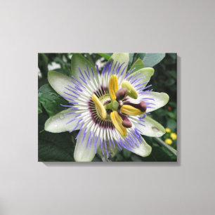 Passion Flower Canvas Print