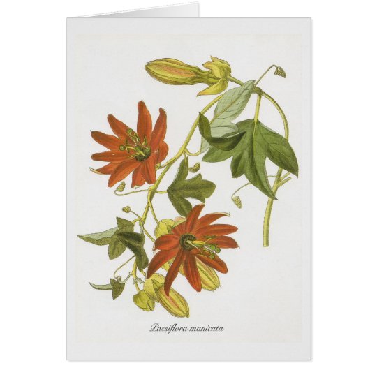 Passion flower card