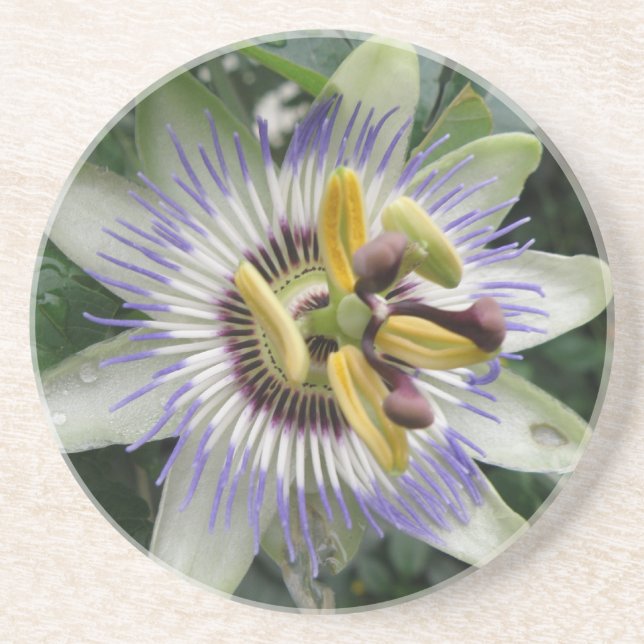 Passion Flower Coasters (Front)