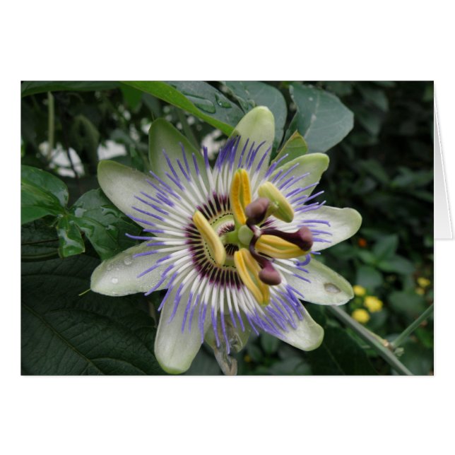Passion Flower Greeting Card (Front Horizontal)