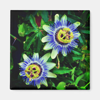 Passion Flower Magnet