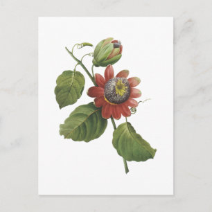 passion flower(Passiflora alata) by Redouté Postcard