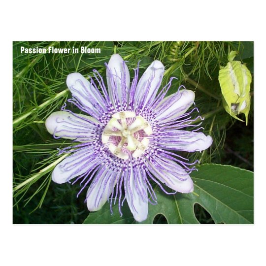 Passion Flower Postcard