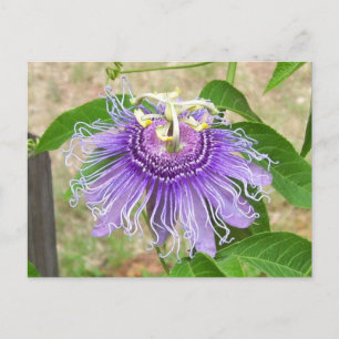 Passion Flower Postcard
