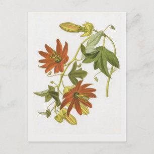 Passion flower postcard