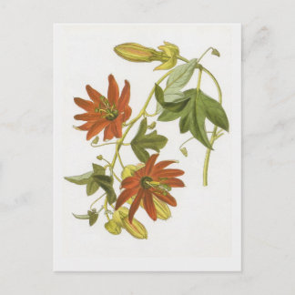 Passion flower postcard