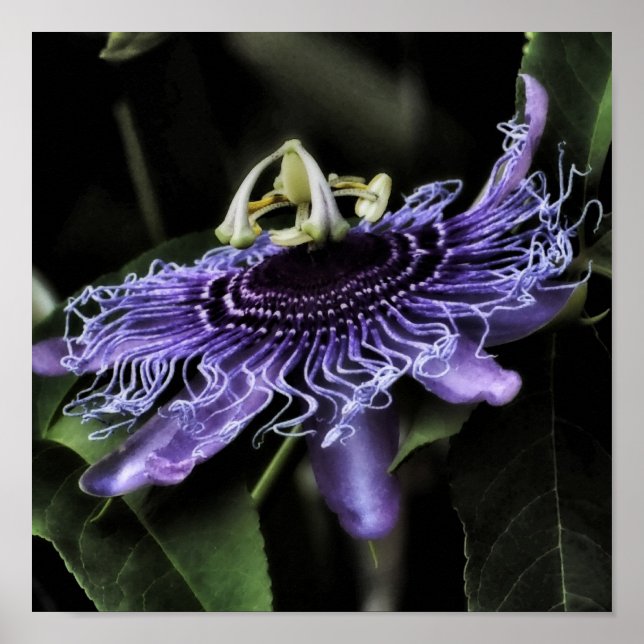 Passion Flower Poster (Front)