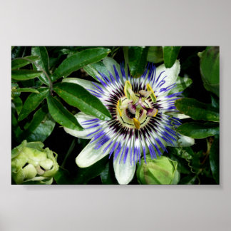 Passion Flower ~Print~ Poster