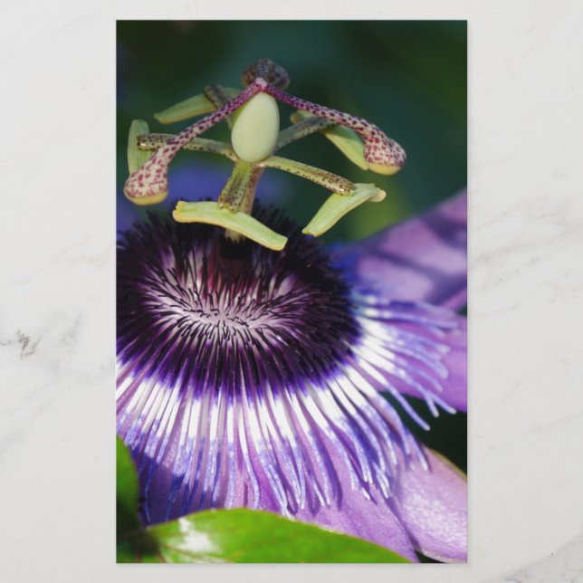 Passion Flower Stationery (Front)