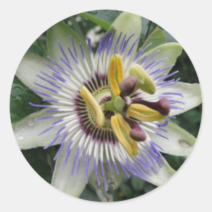 Passion Flower Sticker