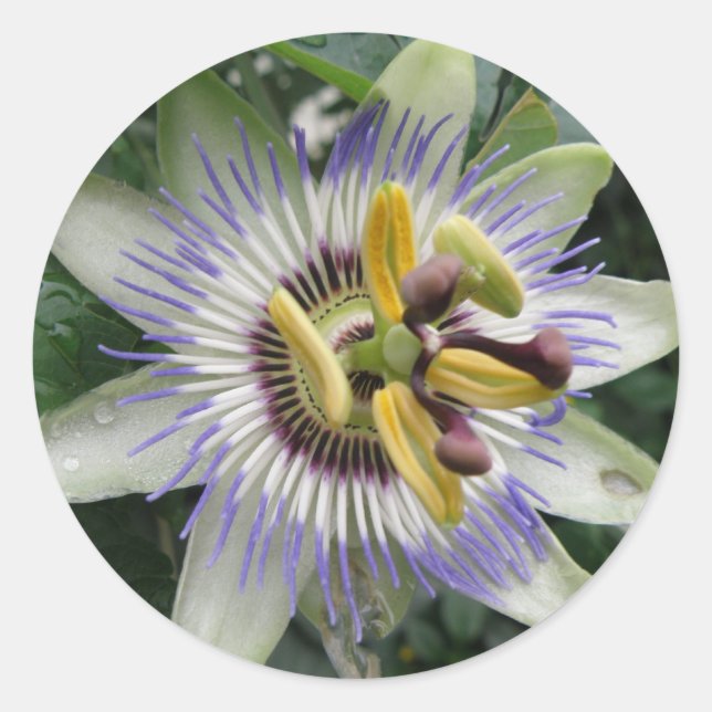 Passion Flower Sticker (Front)