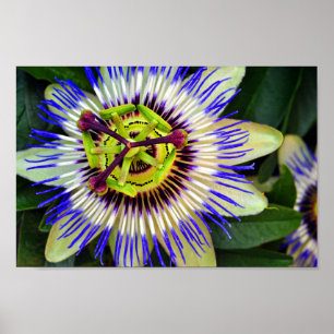 Passion Flower Summer Flowering Plant Poster