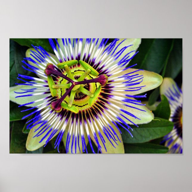 Passion Flower Summer Flowering Plant Poster (Front)